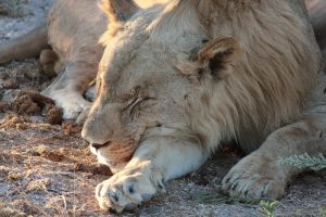 20130505 - Etosha (Ongava) - animals - lion brothers 6