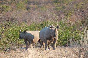 20130506 - Etosha (Ongava) - animals - whito rhino 2