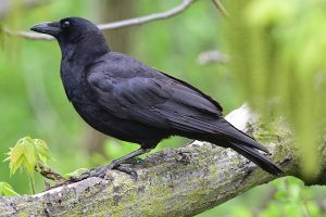 American crow