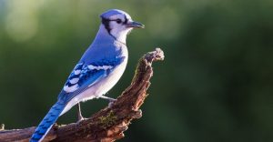 Blue jay