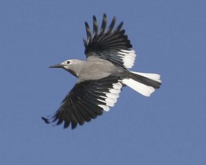 Clark's nutcracker