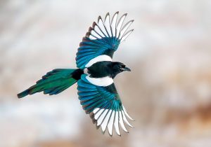 Eurasian magpie