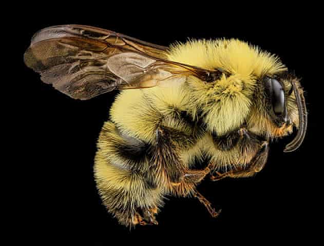 A male Bombus bimaculatus bee