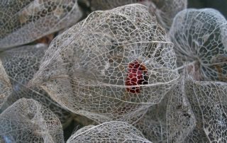 Chinese Lantern (summer)