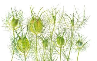 Nigella