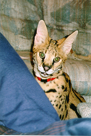 Indy, the serval