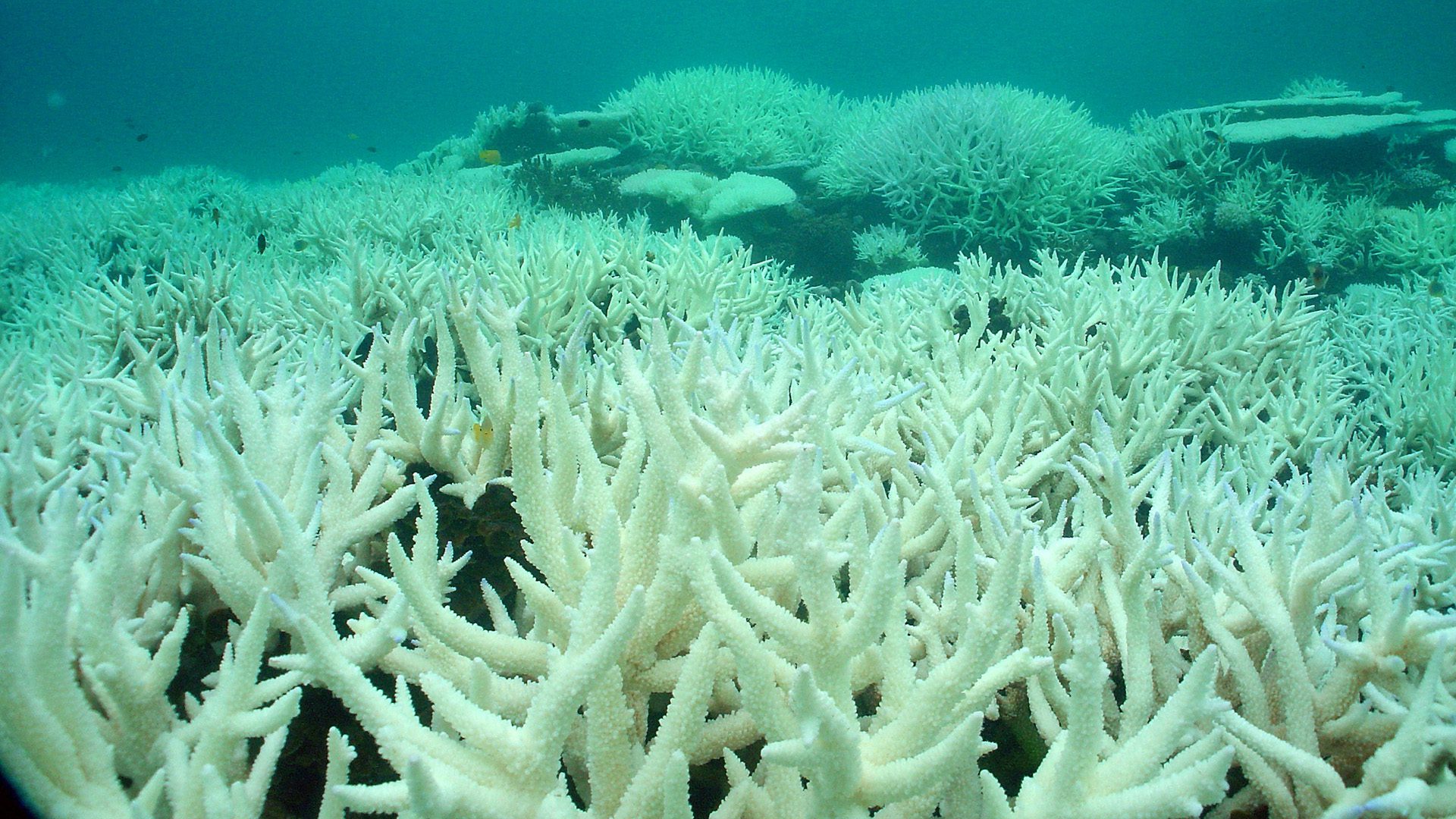 Bleached acropora coral