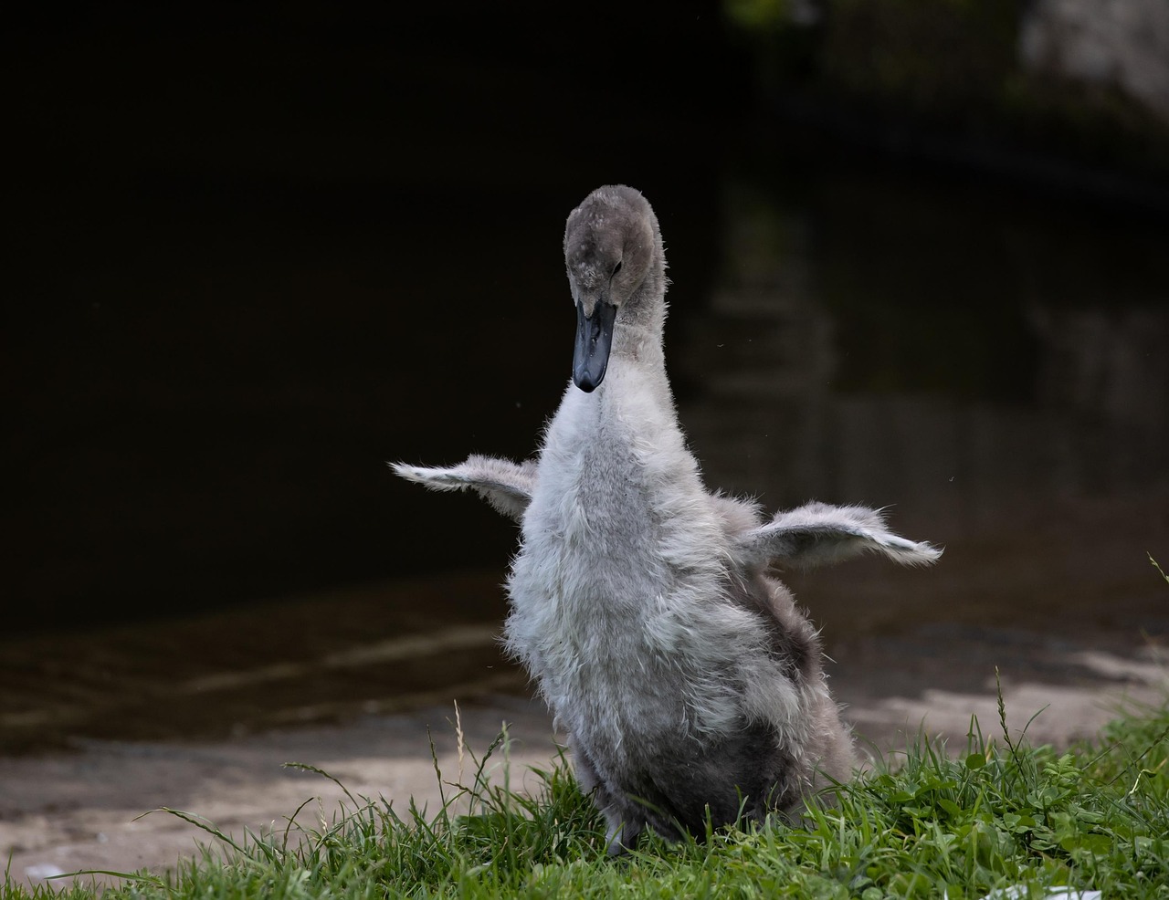 cygnet